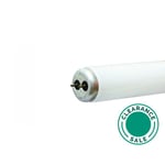 تصفية ج.ي لايتنغ - لمبة، 40 واط، فلورسنت، تشغيل سريع، ضوء النهار thumbnail 2